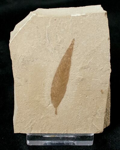 Fossil Pterocarya (Walnut) Leaf - Green River Formation #16753